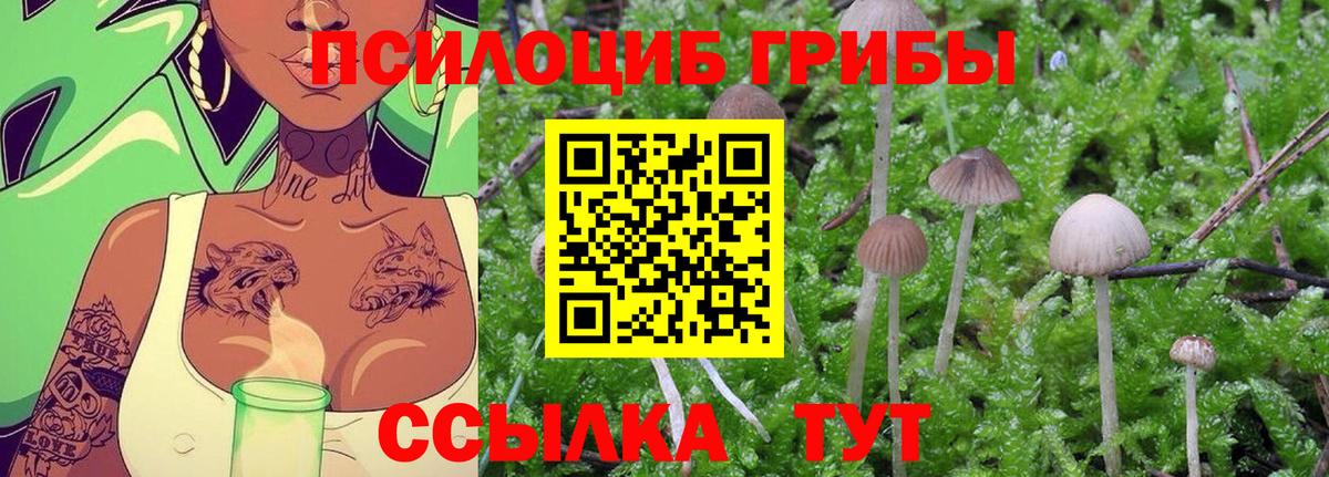 Псилоцибиновые грибы Psilocybine cubensis Псков